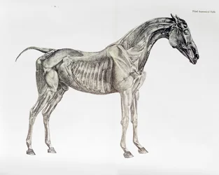 Third Anatomical Table, from 