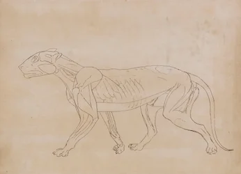 Tiger Body, Lateral View