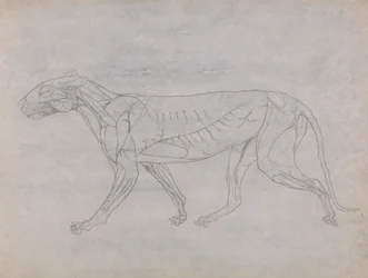 Tiger Body, Lateral View