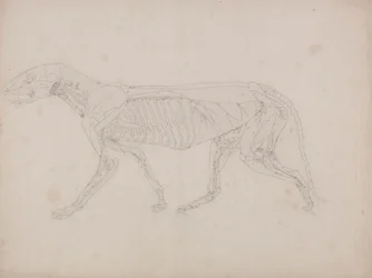 Tiger Body, Lateral View