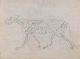Tiger Body, Lateral View