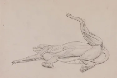 Tiger, Recumbent, Viewed Ventrally