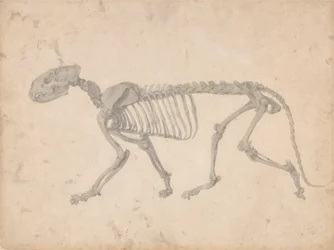 Tiger Skeleton, Lateral View