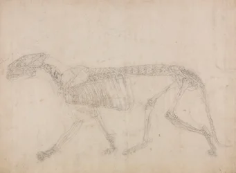 Tiger Skeleton, Lateral View