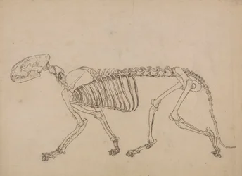Tiger Skeleton, Lateral View (Study for the key figure to Table IV)