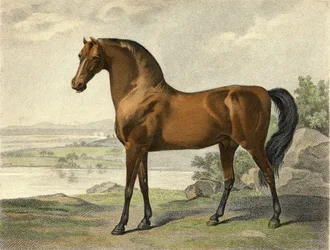 Warren Hastings