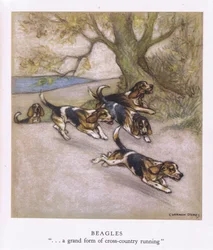 Beagles