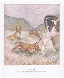 Corgi