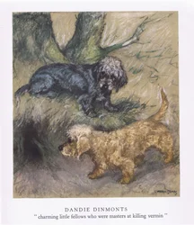 Dandie Dimonts