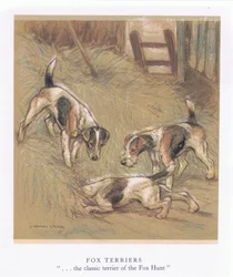 Fox Terriers