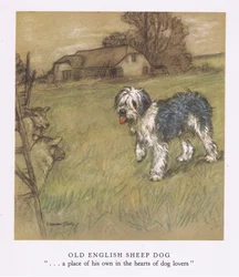 Old English Sheepdog