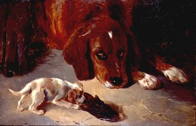 An Inquisitive Puppy