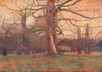 Study of an Oak Tree