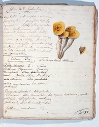 Illustration of a Species of Fungus, from 