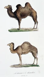 Camel and a Dromedary