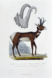 Natural History Board: Zoological board representing the Spanked Antelope; Furcifer Antelope, Smith. a. The horns in their entire development - in 