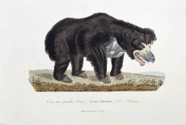 Natural History Plate: Zoological Plate depicting the Bear with Great Lips, Ursus labiatus, De Blainville - in 