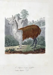 Natural History Plate: Zoological board representing The Alpaca (after Griffith) or Lama alpaca - in 