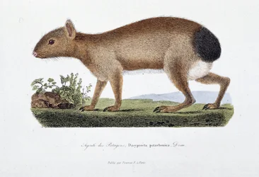 Natural History Plate: Zoological board representing the Agouti des Patagons, Dasyprocta patachonica - in Complete Works of Buffon by naturalist Georges Louis Leclerc, Count of Buffon