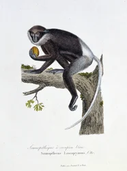 Natural History Plate: Zoological board representing the White Rump Semnopithecus, Semnopithecus Leucoprymnus, Otto - in 