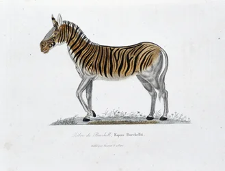 Natural History Plate: Zoological board representing the Zebra of Burchell, Equus Burchellii - in Complete Works of Buffon by naturalist Georges Louis Leclerc, Count of Buffon