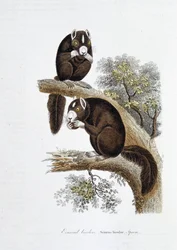 Natural History Plate: Zoological board representing the bicolor squirrel (Sciurus bicolor) - in Works of Buffon by naturalist Georges Louis Leclerc, Count of Buffon