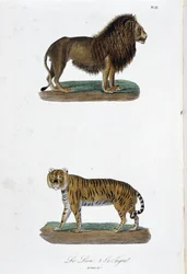 Natural History Plate: Zoological board representing the lion and the tiger - in 