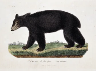 Natural History Plate: Zoological chart depicting The Black Bear of America (Ursus americanus) - in 