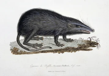 Natural History Plate: Zoological chart depicting The Gymnure of Raffles, Gymnura Rafflesii, Lefs, man - in 