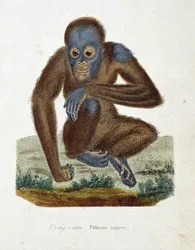 Natural History Plate: Zoological chart depicting the Orangutan, Pithecus satyrus - in 
