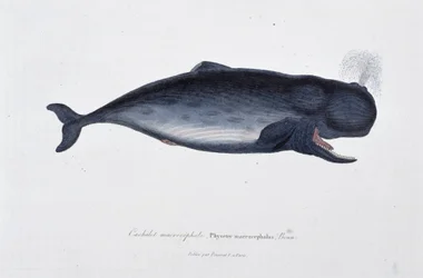 Natural History Plate: Zoological chart depicting the macrocephal sperm whale, Physeter macrocephalus, Bonn - in 