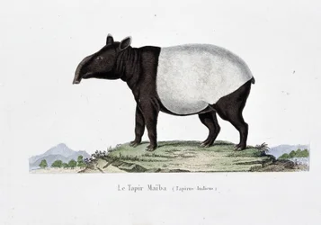Natural History Plate: Zoological chart representing the Tapir Maiba (Tapirus Indicus) - in 