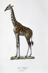 Natural History Plate: Zoological chart representing the Giraffe - in 