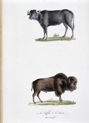 Zoological Board: The Buffalo and The Bison - from 