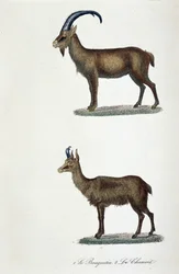 Zoological Board: The Ibex and The Chamois - from 