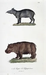 Zoological Board: The Tapir and The Hippopotamus - from 