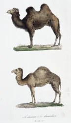 Natural history board: Zoological board representing the camel and the dromedary - in Complete Works of Buffon by naturalist Georges Louis Leclerc, Count of Buffon