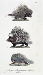 Natural history board: Zoological board representing 1. The epic Pork, 2. The epic pork of India and 3. Le Coendou - in 