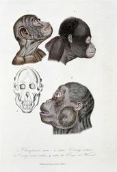 Natural history board: Zoological board representing 1. Young chimpanzee; 2. young Orangutan; 3. Adult Orangutan; 4. Skull of Pongo de Wurmb - in 