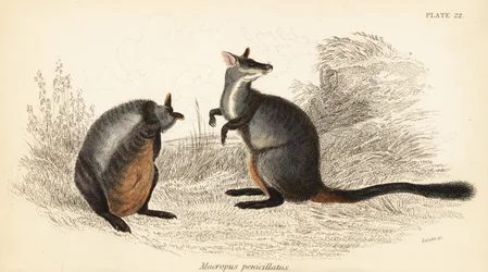 Brush-Tailed Rock-Wallaby, Petrogale penicillata (engraving)