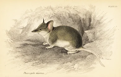Common Dunnart, Sminthopsis Murina (engraving)