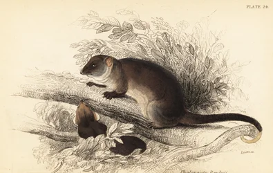 Common ringtail possum, Pseudocheirus peregrinus (1841)