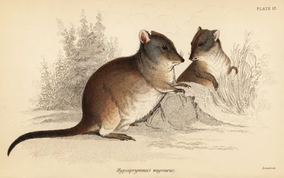 Long-nosed potoroo, Potorous tridactylus tridactylus (1841)