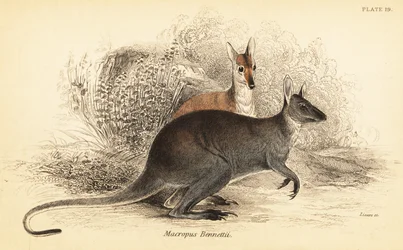 Red-necked Wallaby, Macropus rufogriseus, 1841 (engraving)