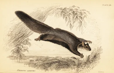 Squirrel Glider, Petaurus norfolcensis, 1841 (engraving)