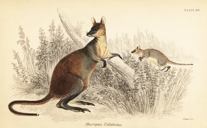 Swamp Wallaby, Wallabia Bicolor