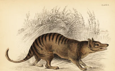 Tasmanian Tiger, Thylacinus cynocephalus (engraving)