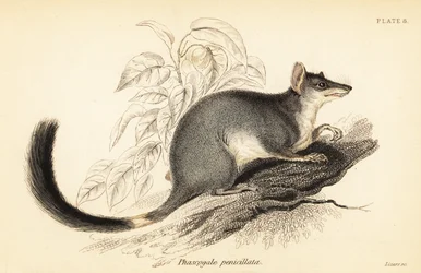 Tuan or common wambenger, Phascogale tapoatafa, 1841