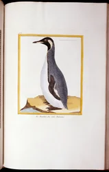 A Penguin, Falkland Islands, from 