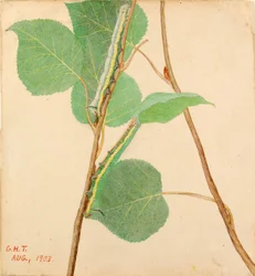 "Mirror-Back" Caterpillar, study for book Concealing Coloration in the Animal Kingdom